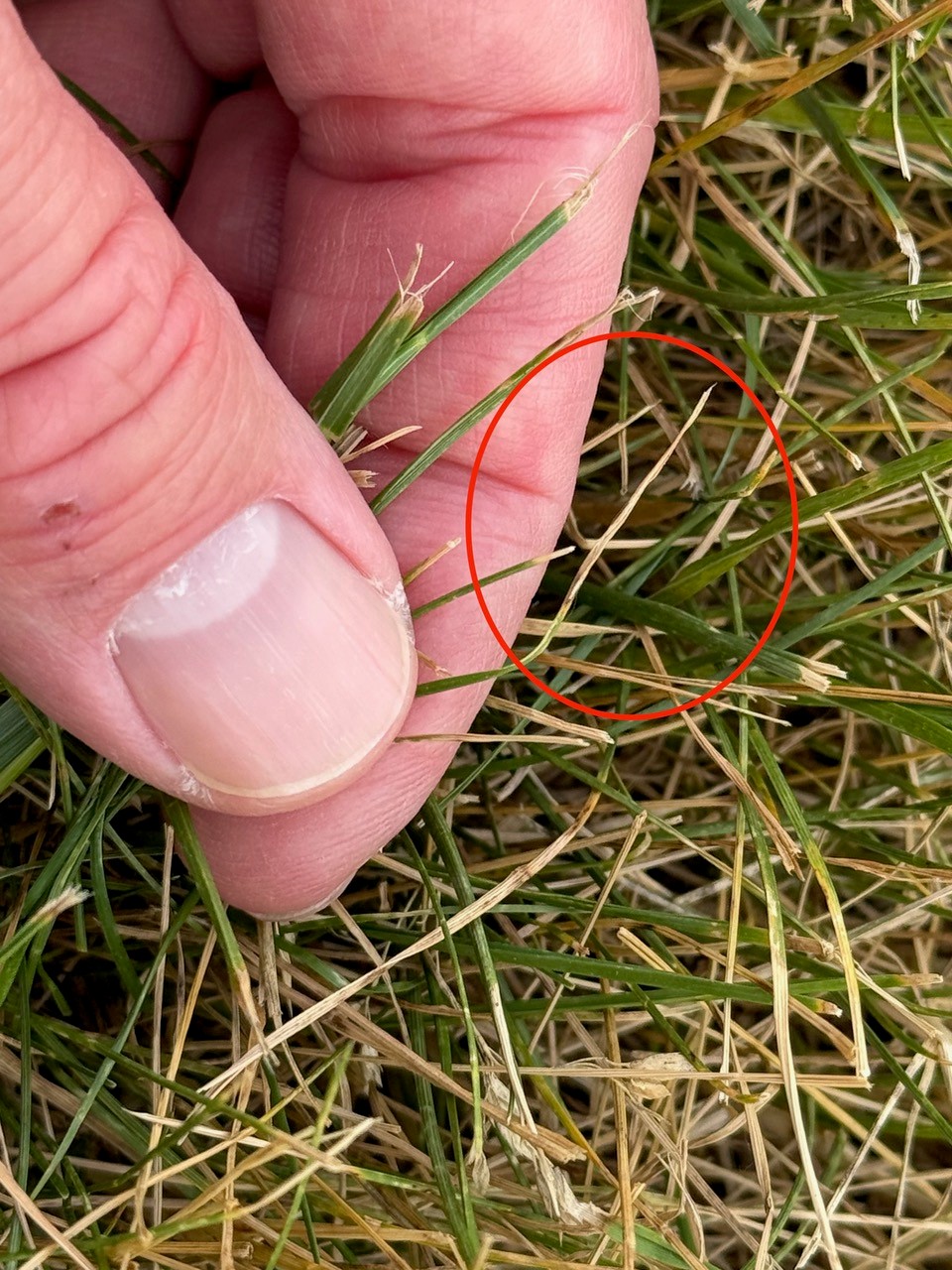 Close-up of turfgrass blades showing bleached, straw-colored tips and lesions associated with Ascochyta leaf blight. A finger points to affected grass blades, with a red circle highlighting damaged tissue.